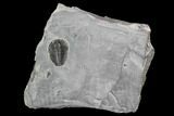 Elrathia Trilobite Fossil - Utah #97185-1